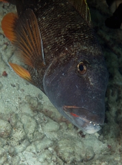 Velidhu - 2013_03_08 - IMG_0101rf_Empereur ou bec de canne a nageoires oranges - Lethrinus erythracanthus_House reef_pmt